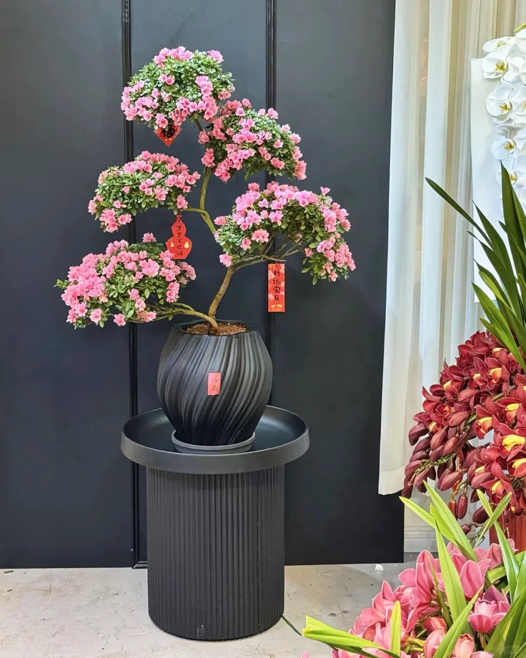 Nhiều chị em đang m&ecirc; mẩn săn l&ugrave;ng đỗ quy&ecirc;n tr&acirc;n ch&acirc;u chơi Tết: Lo&agrave;i hoa sang chảnh nhưng cực "đỏng đảnh", chăm sao cho đ&uacute;ng?- Ảnh 14.