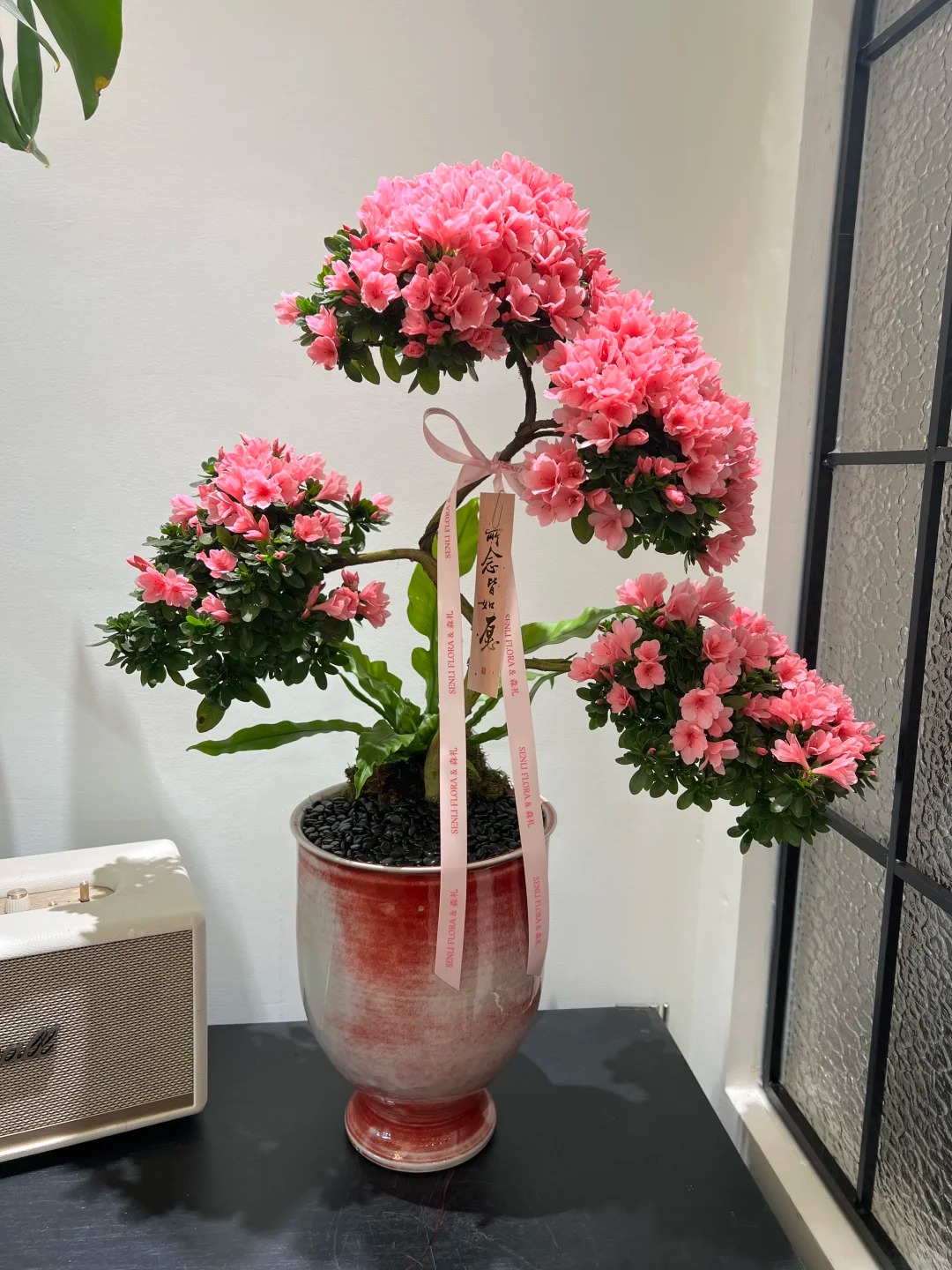 Nhiều chị em đang m&ecirc; mẩn săn l&ugrave;ng đỗ quy&ecirc;n tr&acirc;n ch&acirc;u chơi Tết: Lo&agrave;i hoa sang chảnh nhưng cực "đỏng đảnh", chăm sao cho đ&uacute;ng?- Ảnh 24.