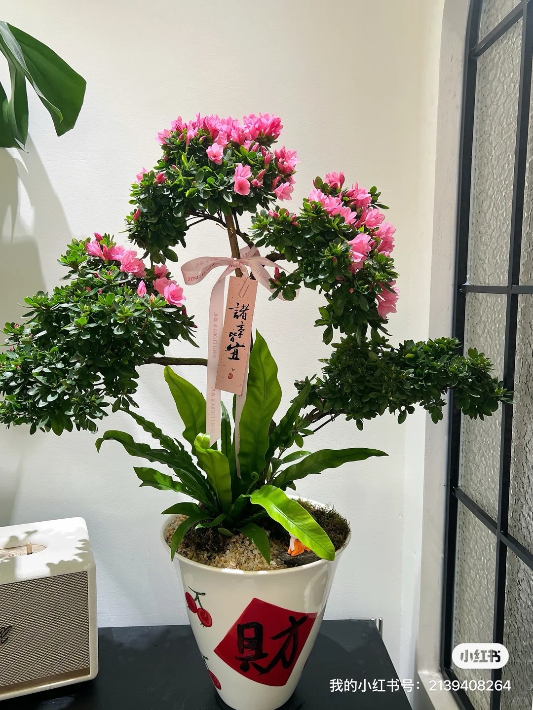 Nhiều chị em đang m&ecirc; mẩn săn l&ugrave;ng đỗ quy&ecirc;n tr&acirc;n ch&acirc;u chơi Tết: Lo&agrave;i hoa sang chảnh nhưng cực "đỏng đảnh", chăm sao cho đ&uacute;ng?- Ảnh 23.