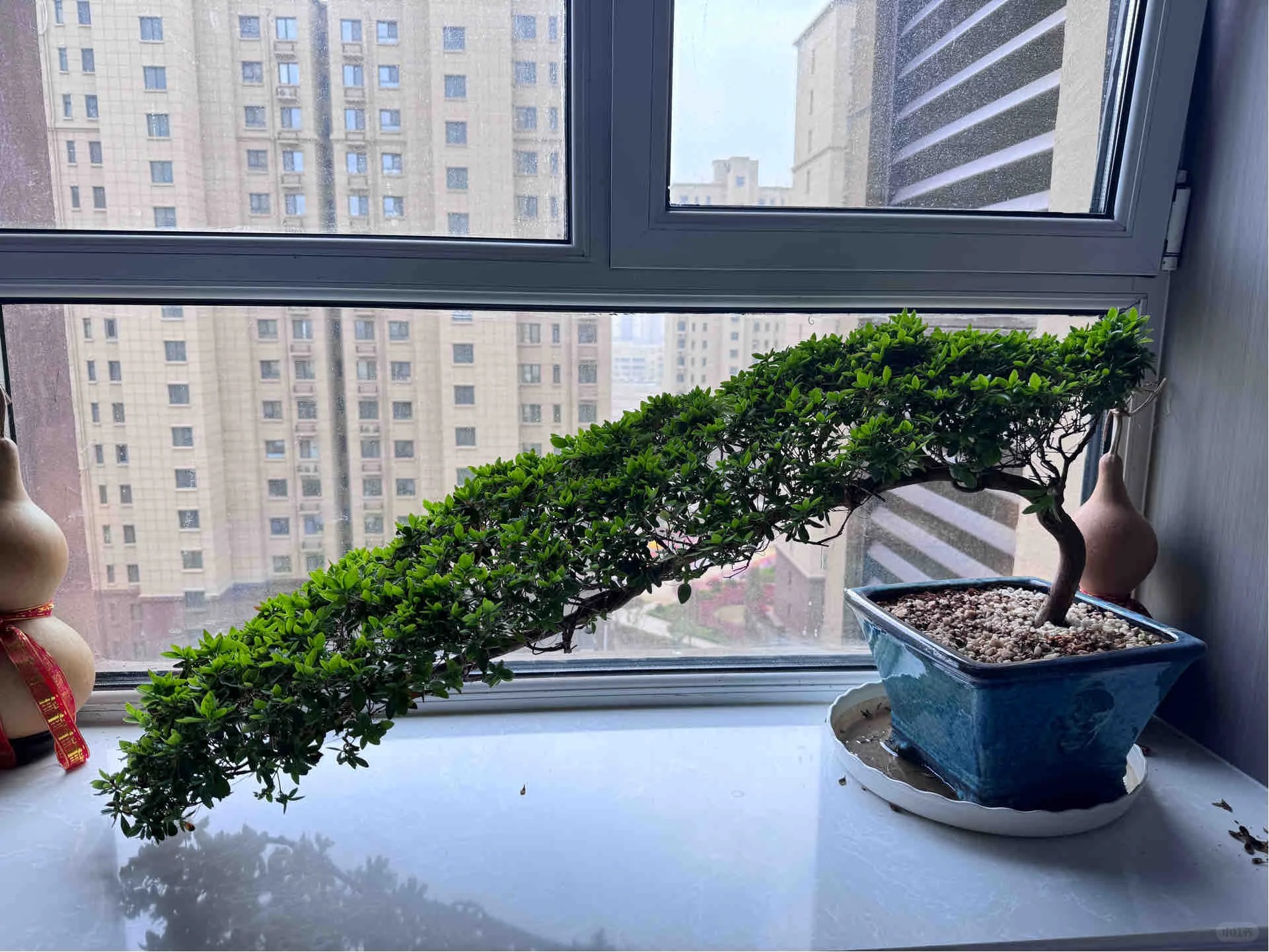 Nhiều chị em đang m&ecirc; mẩn săn l&ugrave;ng đỗ quy&ecirc;n tr&acirc;n ch&acirc;u chơi Tết: Lo&agrave;i hoa sang chảnh nhưng cực "đỏng đảnh", chăm sao cho đ&uacute;ng?- Ảnh 13.