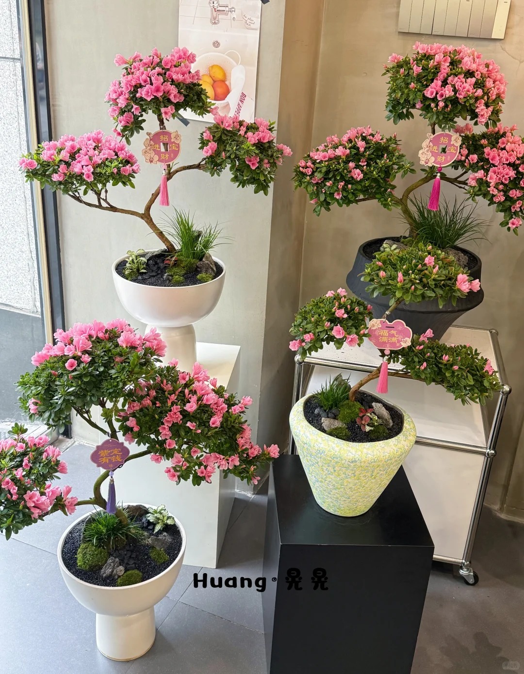 Nhiều chị em đang m&ecirc; mẩn săn l&ugrave;ng đỗ quy&ecirc;n tr&acirc;n ch&acirc;u chơi Tết: Lo&agrave;i hoa sang chảnh nhưng cực "đỏng đảnh", chăm sao cho đ&uacute;ng?- Ảnh 27.