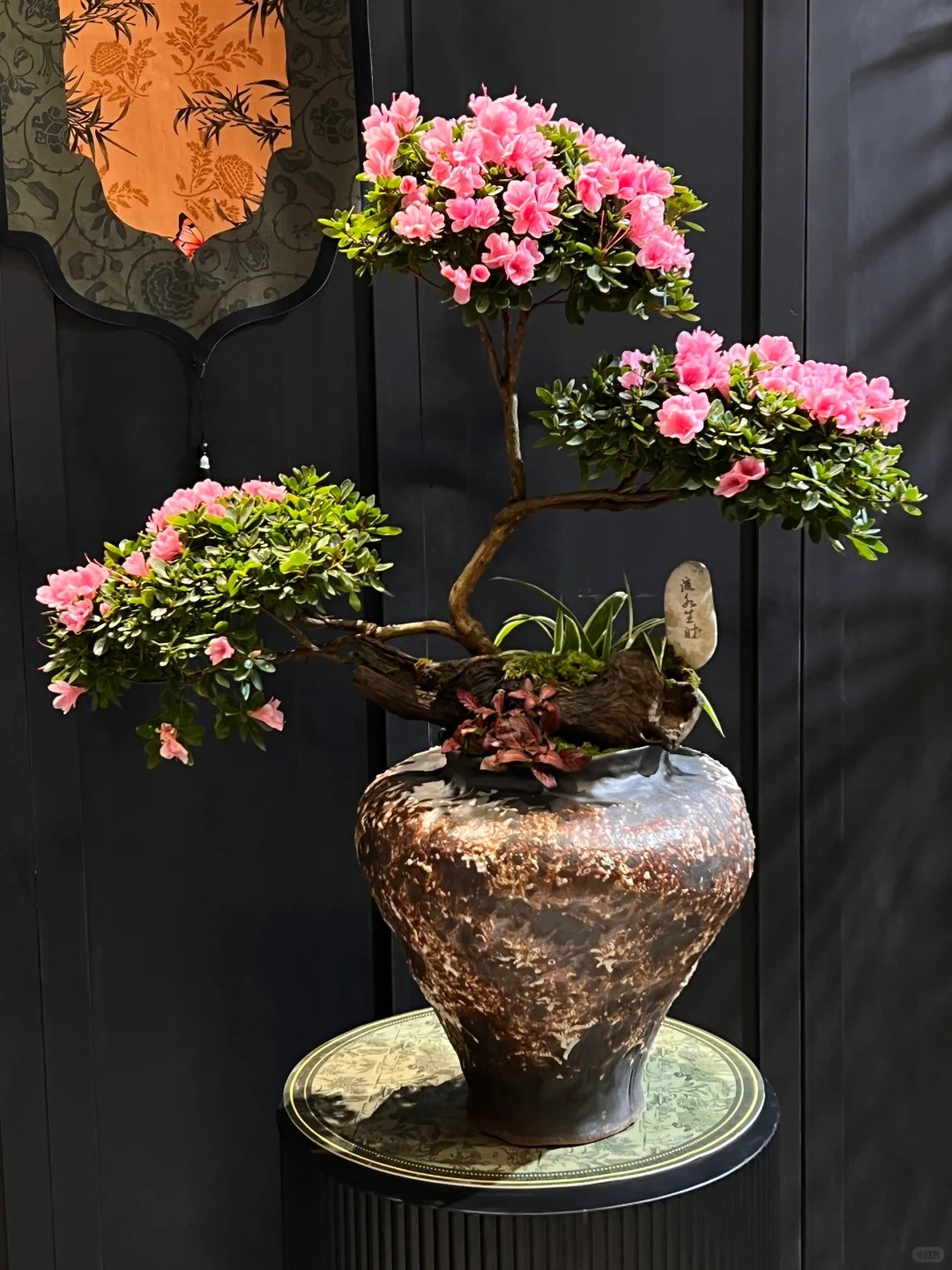 Nhiều chị em đang m&ecirc; mẩn săn l&ugrave;ng đỗ quy&ecirc;n tr&acirc;n ch&acirc;u chơi Tết: Lo&agrave;i hoa sang chảnh nhưng cực "đỏng đảnh", chăm sao cho đ&uacute;ng?- Ảnh 21.