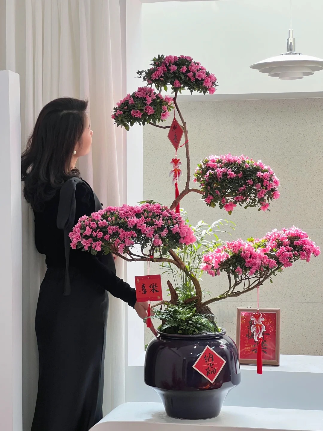 Nhiều chị em đang m&ecirc; mẩn săn l&ugrave;ng đỗ quy&ecirc;n tr&acirc;n ch&acirc;u chơi Tết: Lo&agrave;i hoa sang chảnh nhưng cực "đỏng đảnh", chăm sao cho đ&uacute;ng?- Ảnh 4.