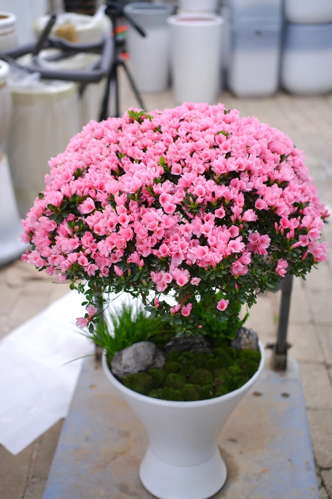 Nhiều chị em đang m&ecirc; mẩn săn l&ugrave;ng đỗ quy&ecirc;n tr&acirc;n ch&acirc;u chơi Tết: Lo&agrave;i hoa sang chảnh nhưng cực "đỏng đảnh", chăm sao cho đ&uacute;ng?- Ảnh 39.