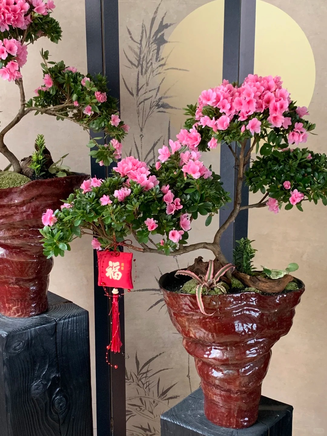 Nhiều chị em đang m&ecirc; mẩn săn l&ugrave;ng đỗ quy&ecirc;n tr&acirc;n ch&acirc;u chơi Tết: Lo&agrave;i hoa sang chảnh nhưng cực "đỏng đảnh", chăm sao cho đ&uacute;ng?- Ảnh 17.