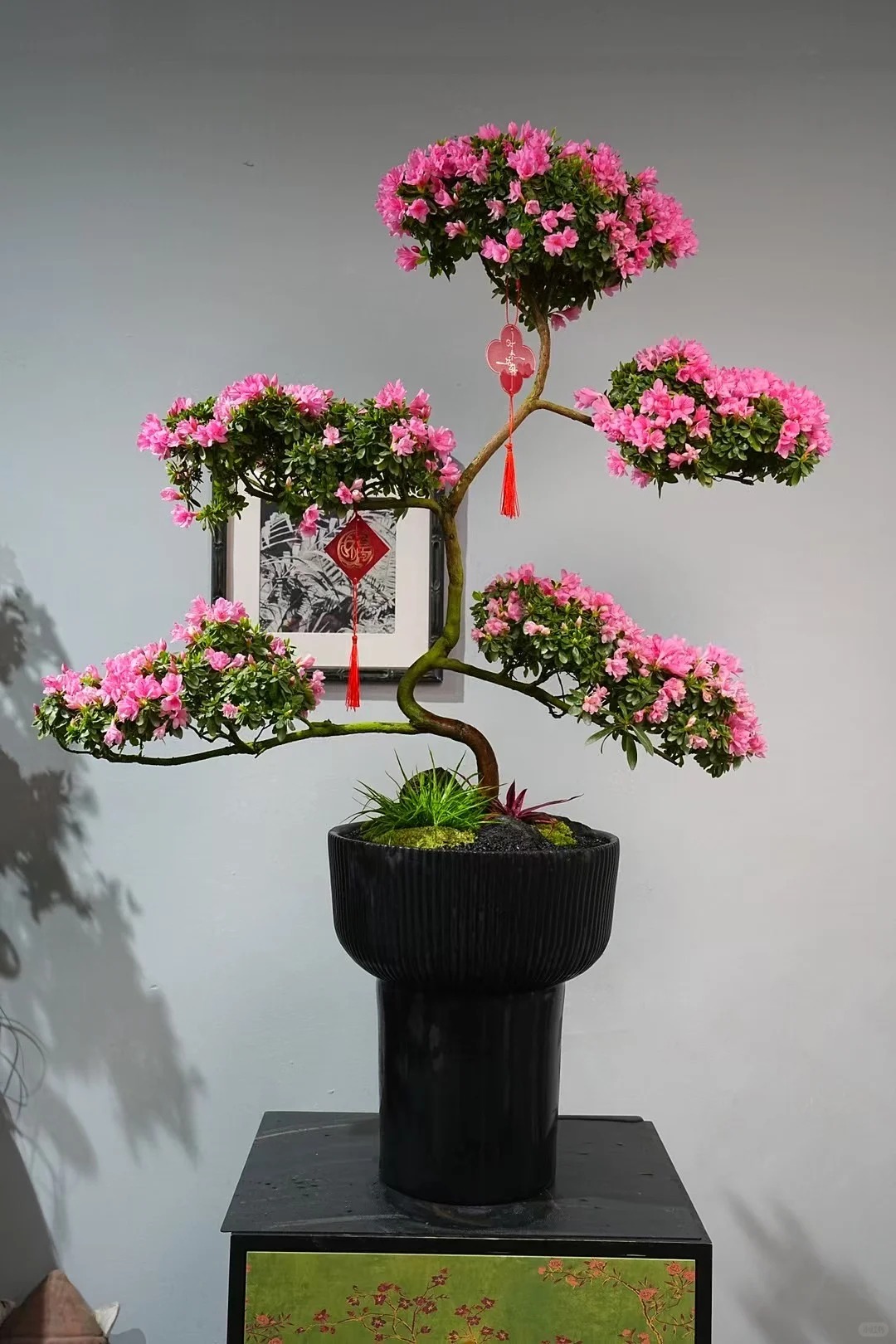 Nhiều chị em đang m&ecirc; mẩn săn l&ugrave;ng đỗ quy&ecirc;n tr&acirc;n ch&acirc;u chơi Tết: Lo&agrave;i hoa sang chảnh nhưng cực "đỏng đảnh", chăm sao cho đ&uacute;ng?- Ảnh 26.