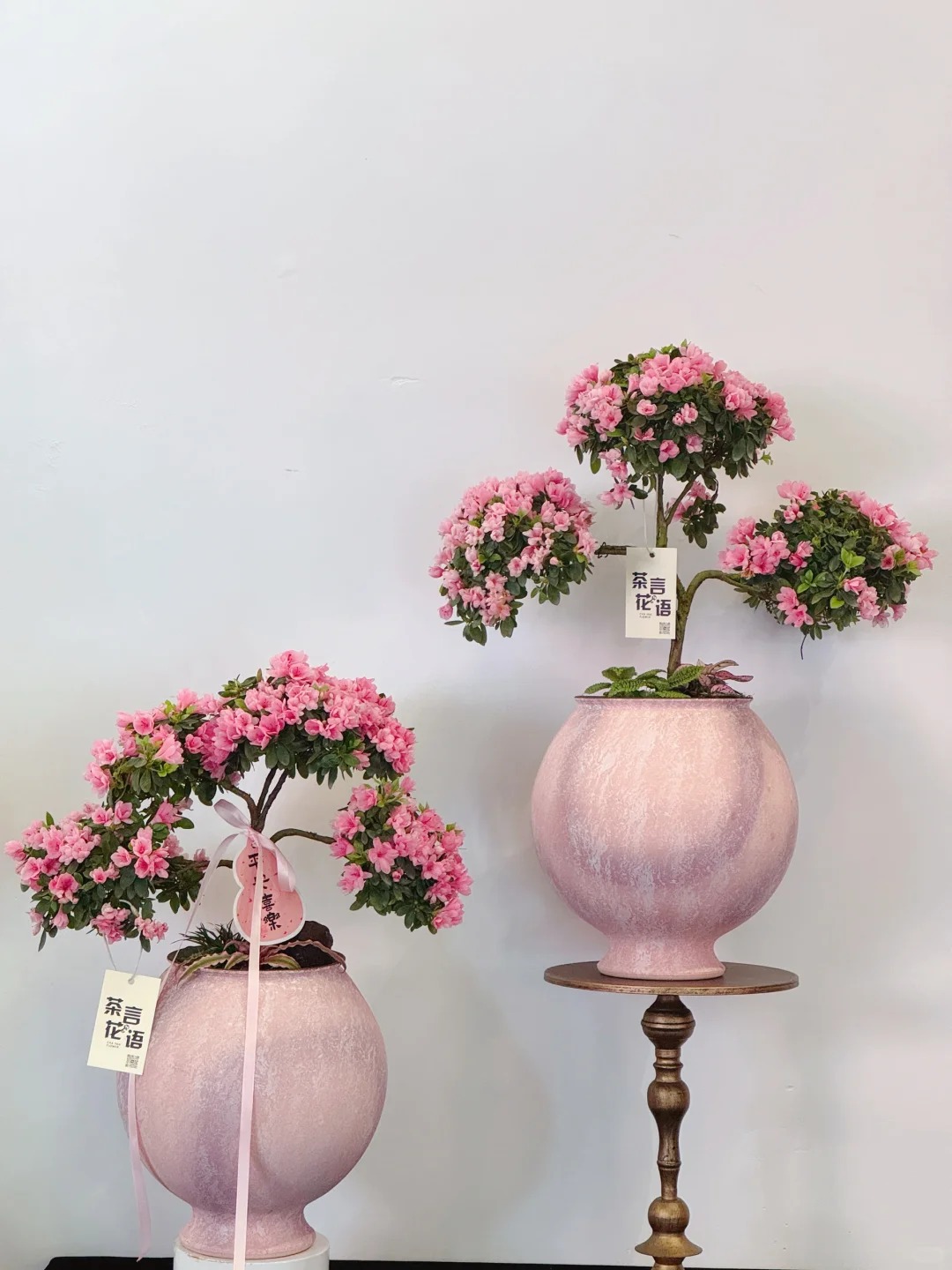 Nhiều chị em đang m&ecirc; mẩn săn l&ugrave;ng đỗ quy&ecirc;n tr&acirc;n ch&acirc;u chơi Tết: Lo&agrave;i hoa sang chảnh nhưng cực "đỏng đảnh", chăm sao cho đ&uacute;ng?- Ảnh 6.