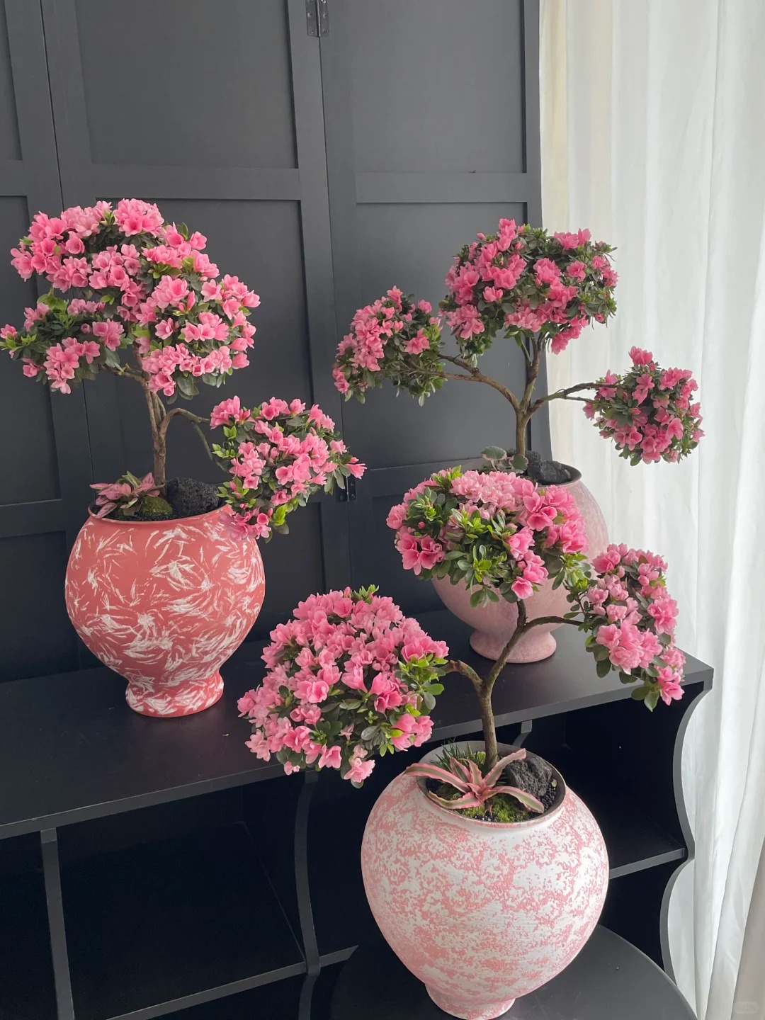 Nhiều chị em đang m&ecirc; mẩn săn l&ugrave;ng đỗ quy&ecirc;n tr&acirc;n ch&acirc;u chơi Tết: Lo&agrave;i hoa sang chảnh nhưng cực "đỏng đảnh", chăm sao cho đ&uacute;ng?- Ảnh 35.