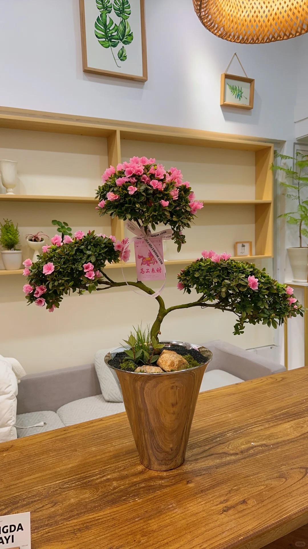 Nhiều chị em đang m&ecirc; mẩn săn l&ugrave;ng đỗ quy&ecirc;n tr&acirc;n ch&acirc;u chơi Tết: Lo&agrave;i hoa sang chảnh nhưng cực "đỏng đảnh", chăm sao cho đ&uacute;ng?- Ảnh 33.