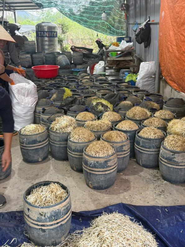 Khởi tố 2 chủ cơ sở sản xuất giá đỗ Phạm Thị Thắm và Phạm Thị Tình- Ảnh 3. Khởi tố 2 chủ cơ sở sản xuất giá đỗ Phạm Thị Thắm và Phạm Thị Tình- Ảnh 3.