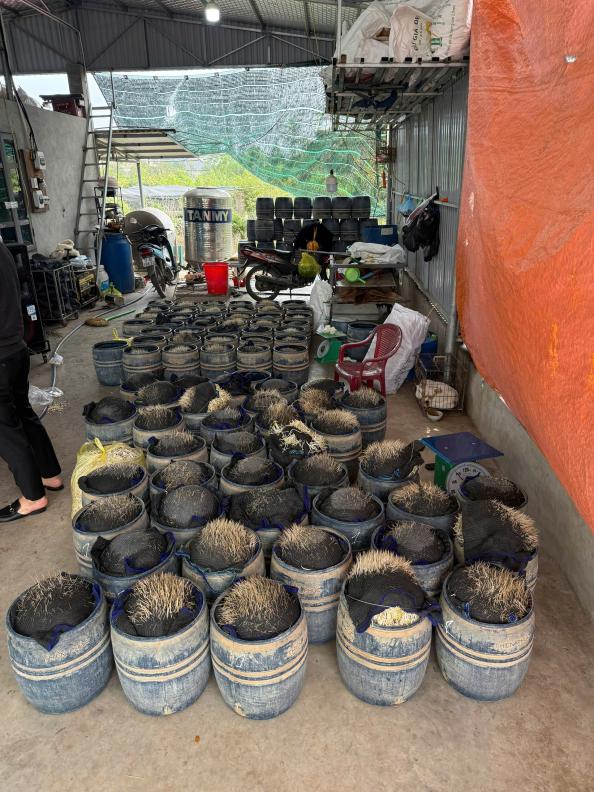 Khởi tố 2 chủ cơ sở sản xuất giá đỗ Phạm Thị Thắm và Phạm Thị Tình- Ảnh 4. Khởi tố 2 chủ cơ sở sản xuất giá đỗ Phạm Thị Thắm và Phạm Thị Tình- Ảnh 4.