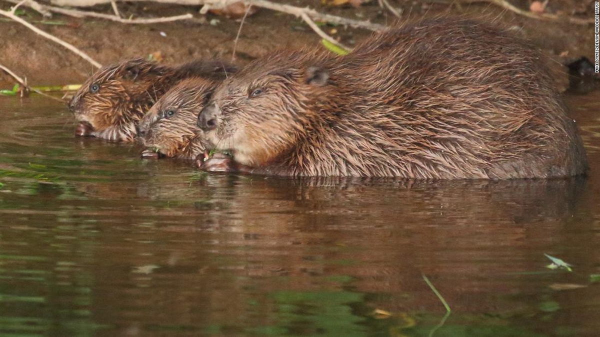 Lo&agrave;i vật qu&yacute; hiếm bậc nhất h&agrave;nh tinh, tuyệt chủng 400 năm bất ngờ "t&aacute;i xuất"- Ảnh 2.