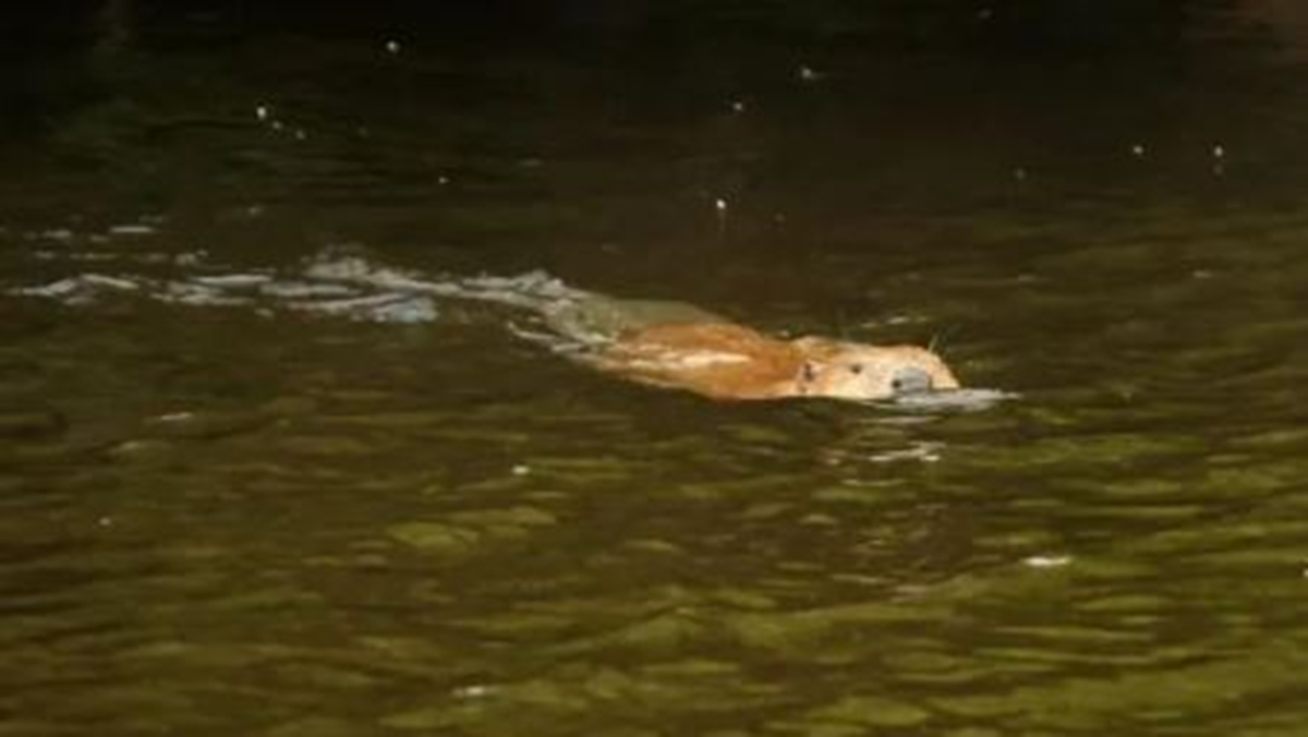 Lo&agrave;i vật qu&yacute; hiếm bậc nhất h&agrave;nh tinh, tuyệt chủng 400 năm bất ngờ "t&aacute;i xuất"- Ảnh 1.