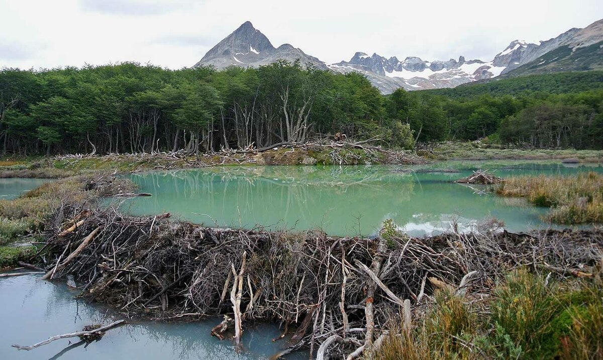Lo&agrave;i vật qu&yacute; hiếm bậc nhất h&agrave;nh tinh, tuyệt chủng 400 năm bất ngờ "t&aacute;i xuất"- Ảnh 3.