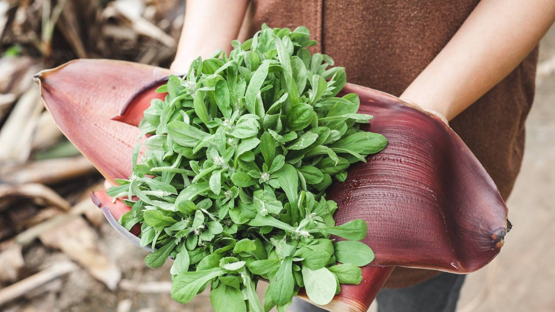 Từng bị coi l&agrave; cỏ dại, 5 loại rau n&agrave;y được săn l&ugrave;ng như 