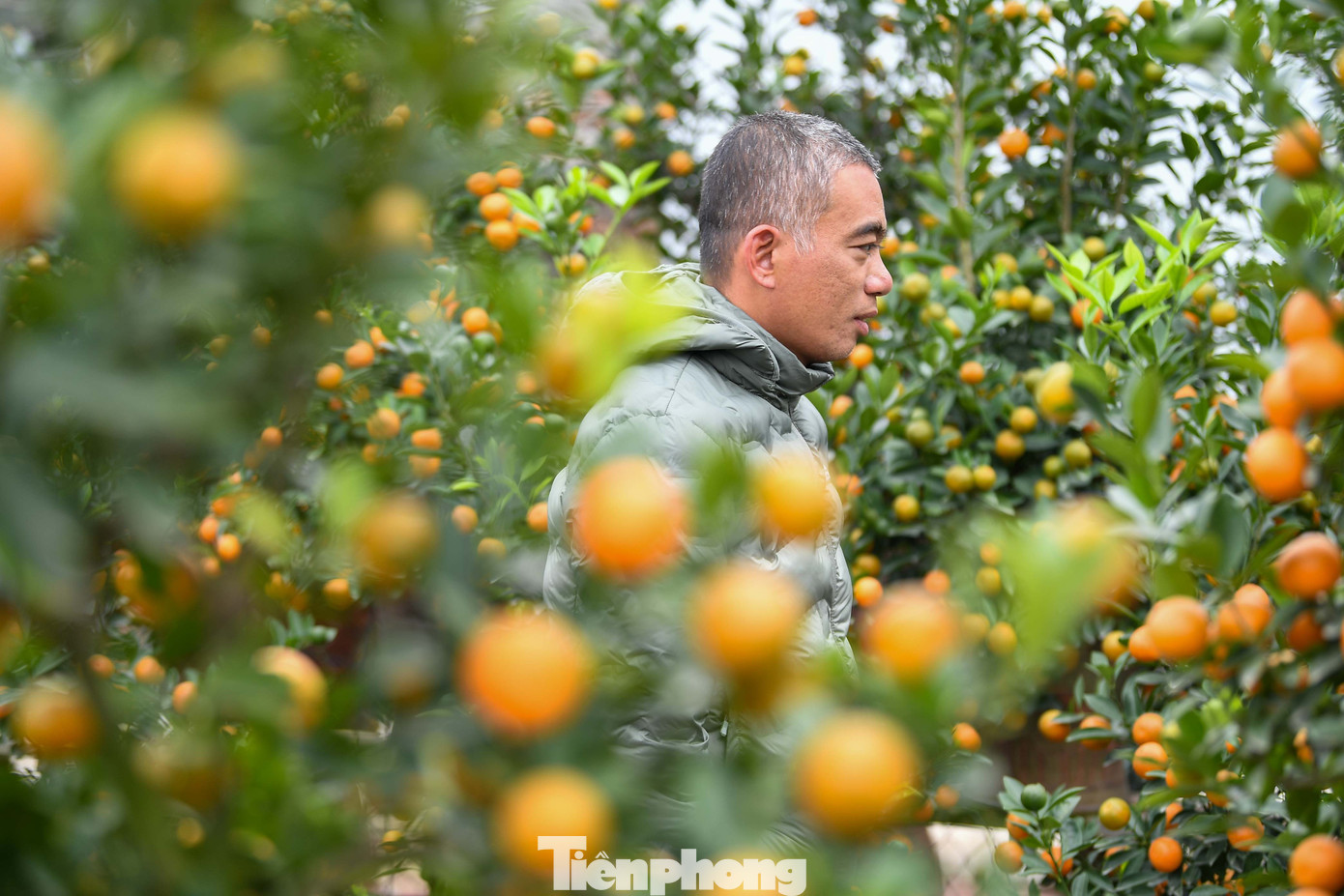 Mưa r&eacute;t phủ l&agrave;ng quất Tứ Li&ecirc;n, người H&agrave; Nội vẫn h&agrave;o hứng &lsquo;săn&rsquo; quất- Ảnh 6.