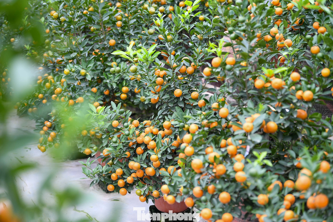 Mưa r&eacute;t phủ l&agrave;ng quất Tứ Li&ecirc;n, người H&agrave; Nội vẫn h&agrave;o hứng &lsquo;săn&rsquo; quất- Ảnh 9.