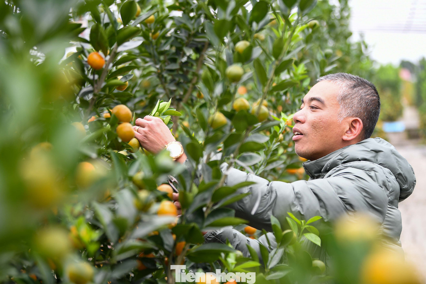 Mưa r&eacute;t phủ l&agrave;ng quất Tứ Li&ecirc;n, người H&agrave; Nội vẫn h&agrave;o hứng &lsquo;săn&rsquo; quất- Ảnh 8.
