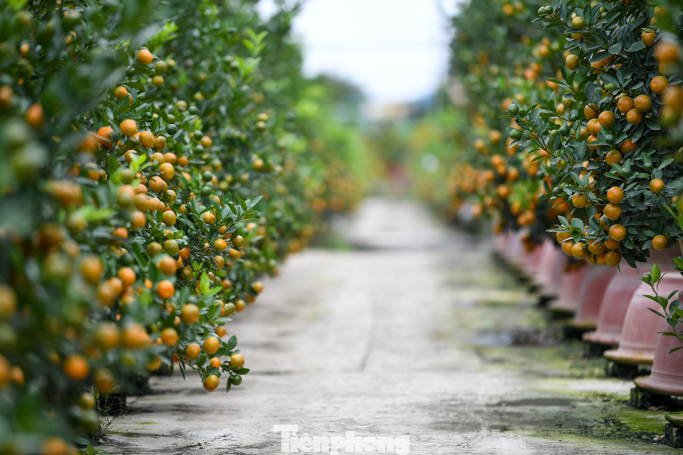 Mưa r&eacute;t phủ l&agrave;ng quất Tứ Li&ecirc;n, người H&agrave; Nội vẫn h&agrave;o hứng &lsquo;săn&rsquo; quất- Ảnh 10.