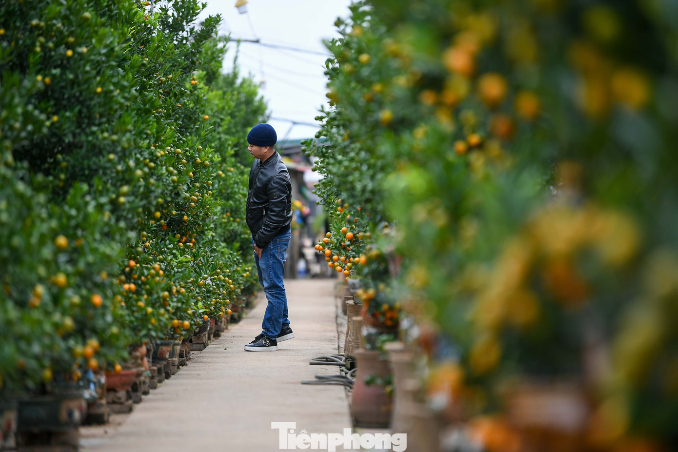 Mưa r&eacute;t phủ l&agrave;ng quất Tứ Li&ecirc;n, người H&agrave; Nội vẫn h&agrave;o hứng &lsquo;săn&rsquo; quất- Ảnh 2.