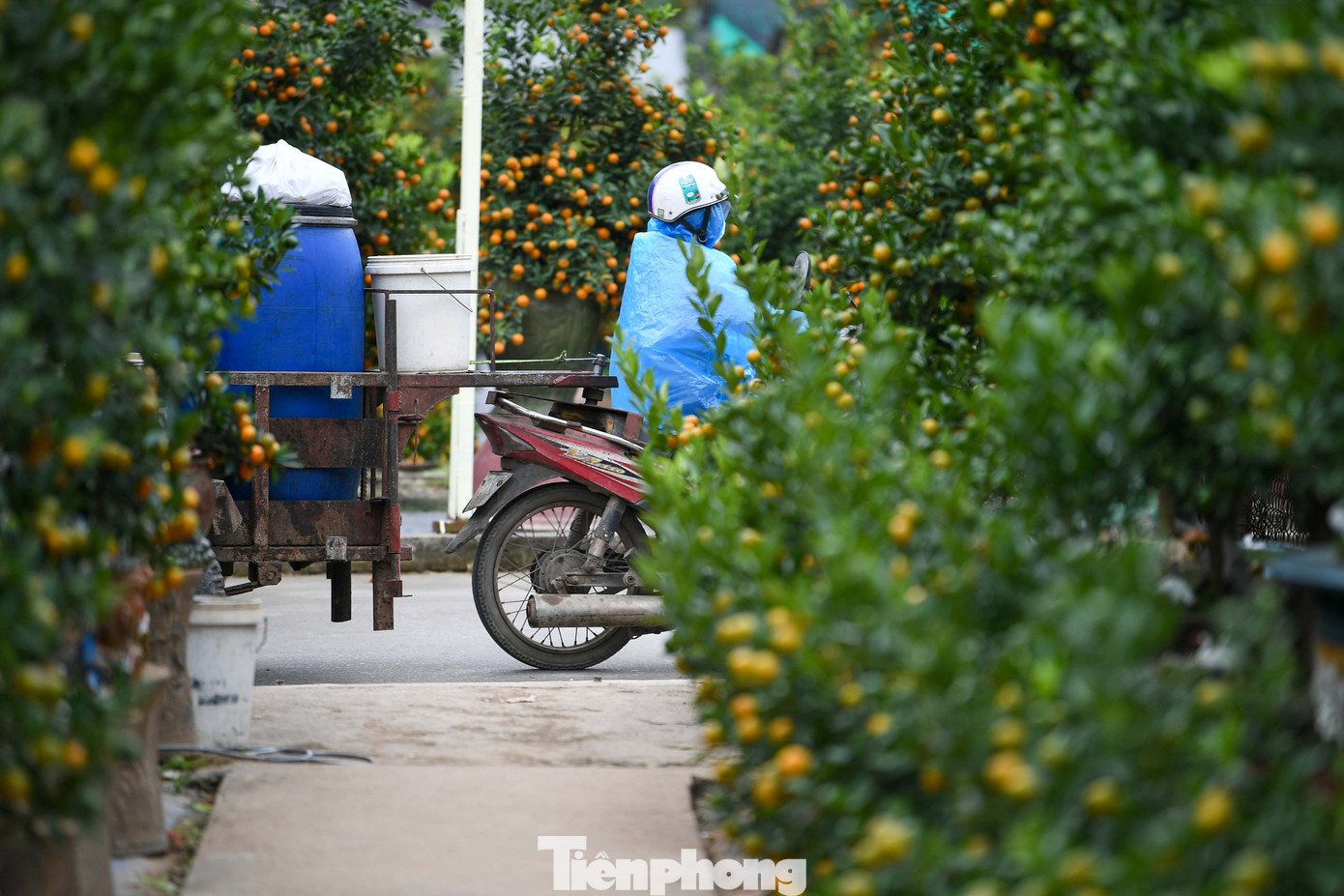Mưa r&eacute;t phủ l&agrave;ng quất Tứ Li&ecirc;n, người H&agrave; Nội vẫn h&agrave;o hứng &lsquo;săn&rsquo; quất- Ảnh 21.