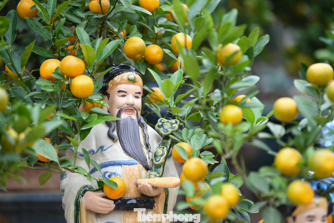 Mưa r&eacute;t phủ l&agrave;ng quất Tứ Li&ecirc;n, người H&agrave; Nội vẫn h&agrave;o hứng &lsquo;săn&rsquo; quất- Ảnh 3.