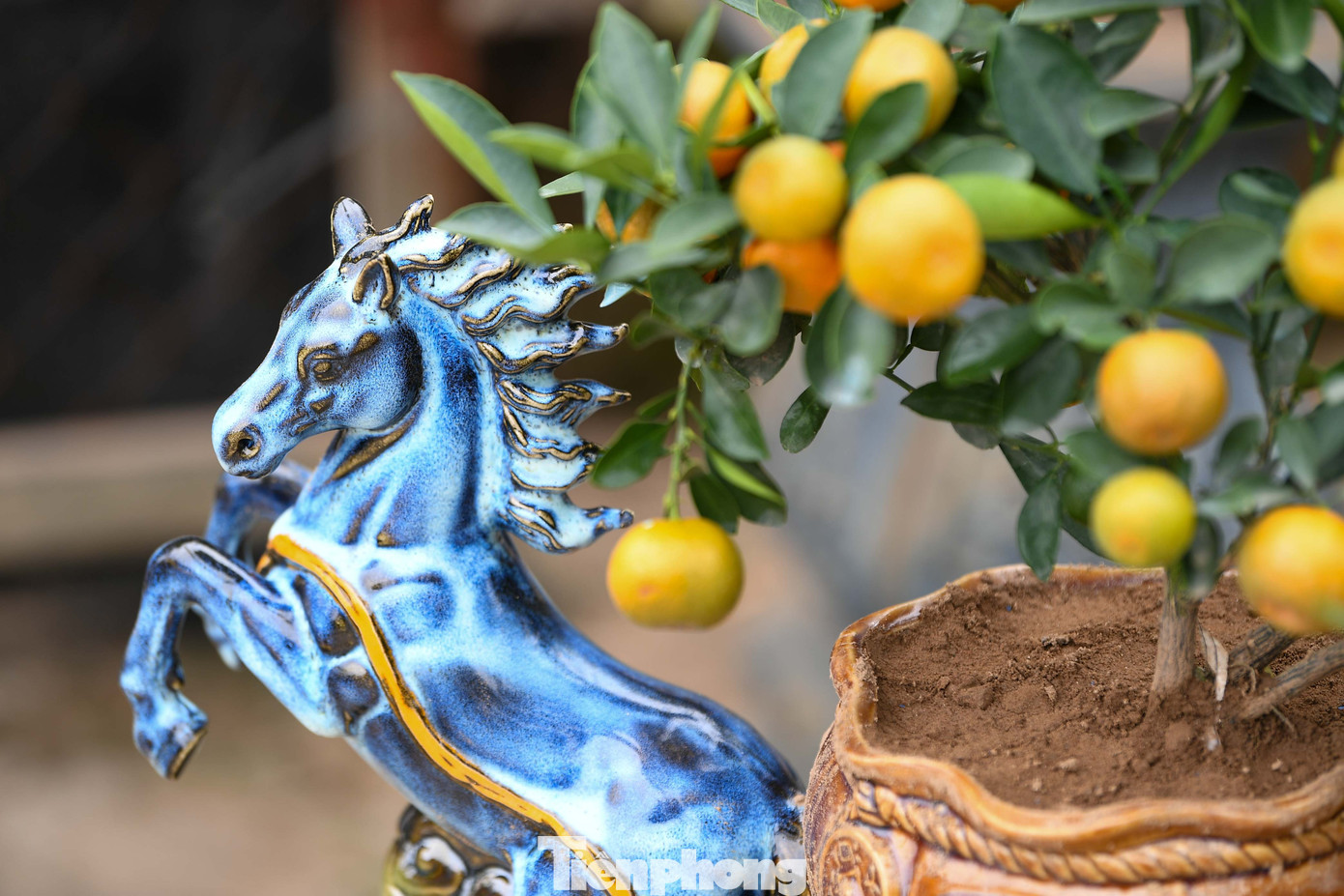 Mưa r&eacute;t phủ l&agrave;ng quất Tứ Li&ecirc;n, người H&agrave; Nội vẫn h&agrave;o hứng &lsquo;săn&rsquo; quất- Ảnh 13.