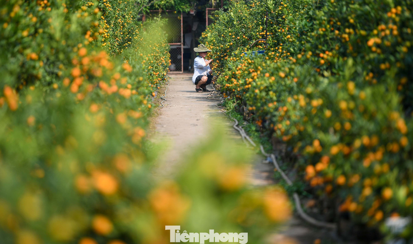 Mưa r&eacute;t phủ l&agrave;ng quất Tứ Li&ecirc;n, người H&agrave; Nội vẫn h&agrave;o hứng &lsquo;săn&rsquo; quất- Ảnh 11.