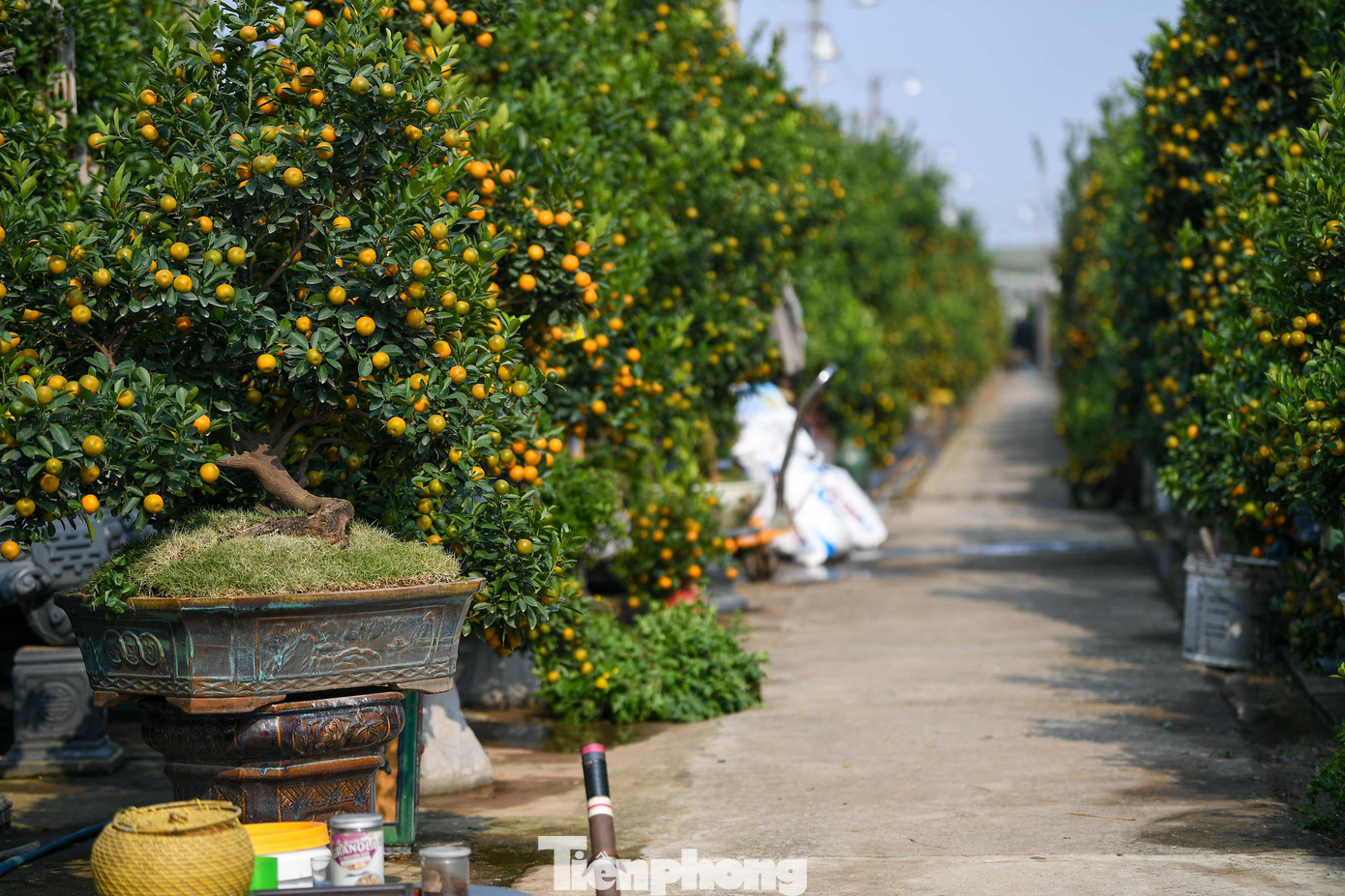 Mưa r&eacute;t phủ l&agrave;ng quất Tứ Li&ecirc;n, người H&agrave; Nội vẫn h&agrave;o hứng &lsquo;săn&rsquo; quất- Ảnh 12.
