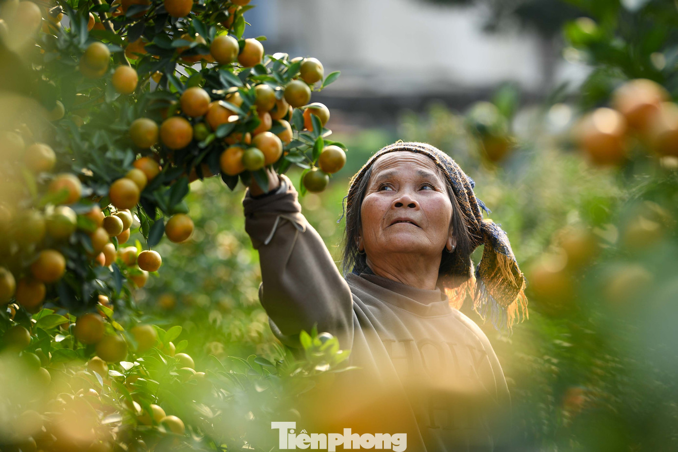 Mưa r&eacute;t phủ l&agrave;ng quất Tứ Li&ecirc;n, người H&agrave; Nội vẫn h&agrave;o hứng &lsquo;săn&rsquo; quất- Ảnh 20.