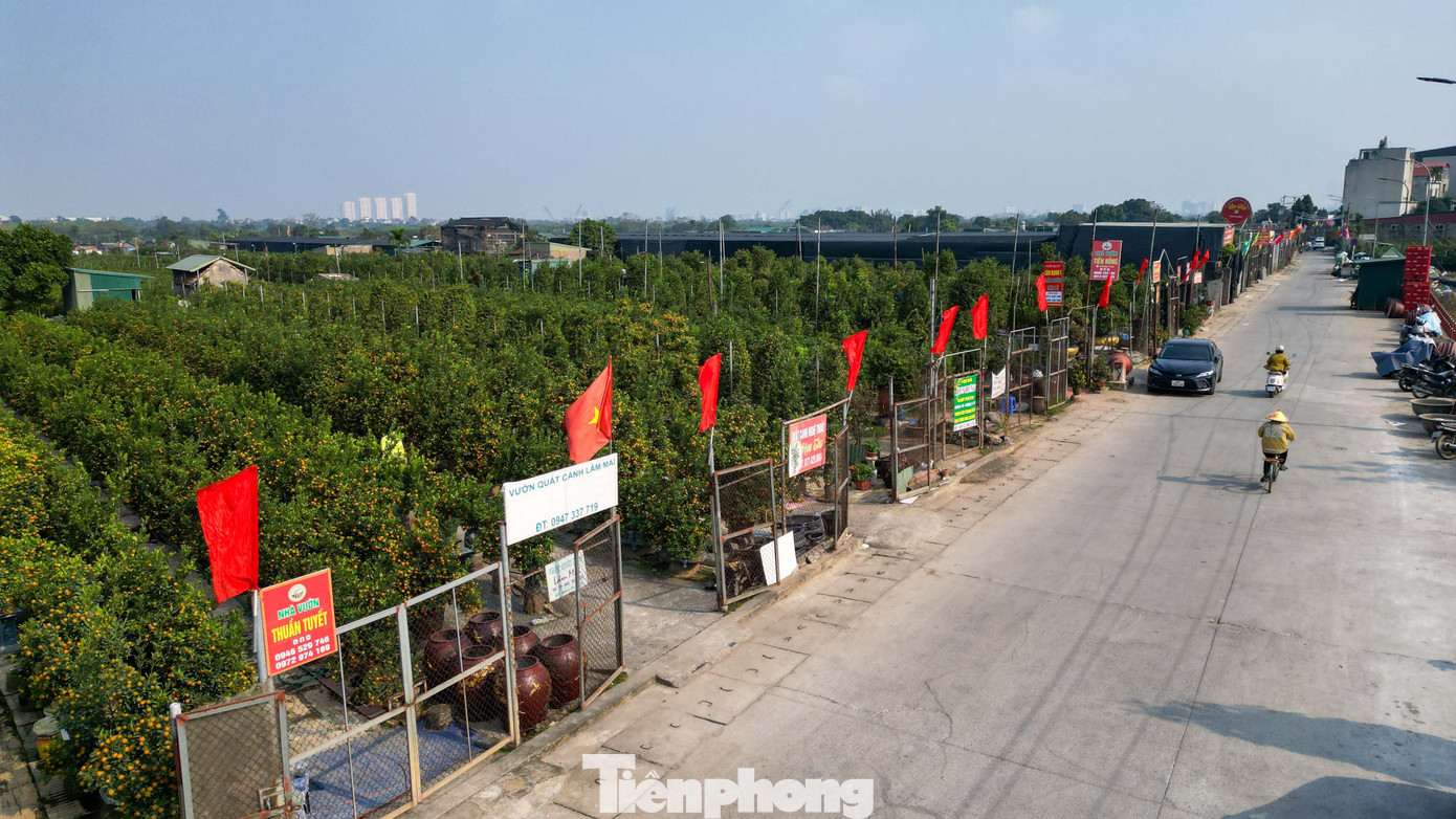 Mưa r&eacute;t phủ l&agrave;ng quất Tứ Li&ecirc;n, người H&agrave; Nội vẫn h&agrave;o hứng &lsquo;săn&rsquo; quất- Ảnh 1.