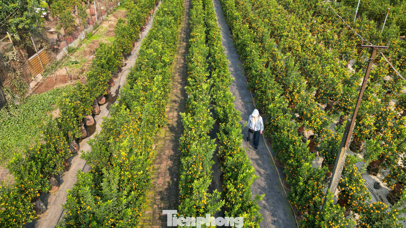 Mưa r&eacute;t phủ l&agrave;ng quất Tứ Li&ecirc;n, người H&agrave; Nội vẫn h&agrave;o hứng &lsquo;săn&rsquo; quất- Ảnh 15.