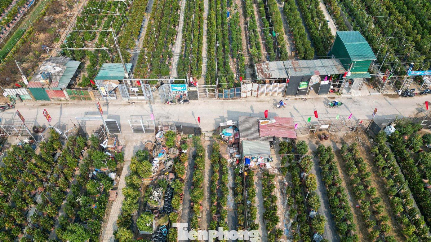 Mưa r&eacute;t phủ l&agrave;ng quất Tứ Li&ecirc;n, người H&agrave; Nội vẫn h&agrave;o hứng &lsquo;săn&rsquo; quất- Ảnh 22.