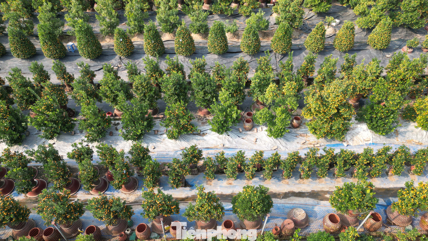 Mưa r&eacute;t phủ l&agrave;ng quất Tứ Li&ecirc;n, người H&agrave; Nội vẫn h&agrave;o hứng &lsquo;săn&rsquo; quất- Ảnh 16.