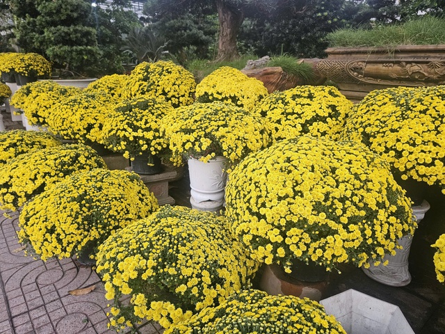 Gi&aacute; c&uacute;c m&acirc;m x&ocirc;i Tết c&oacute; rẻ khi nhiều nơi k&ecirc;u &ldquo;giải cứu&rdquo;?- Ảnh 2.