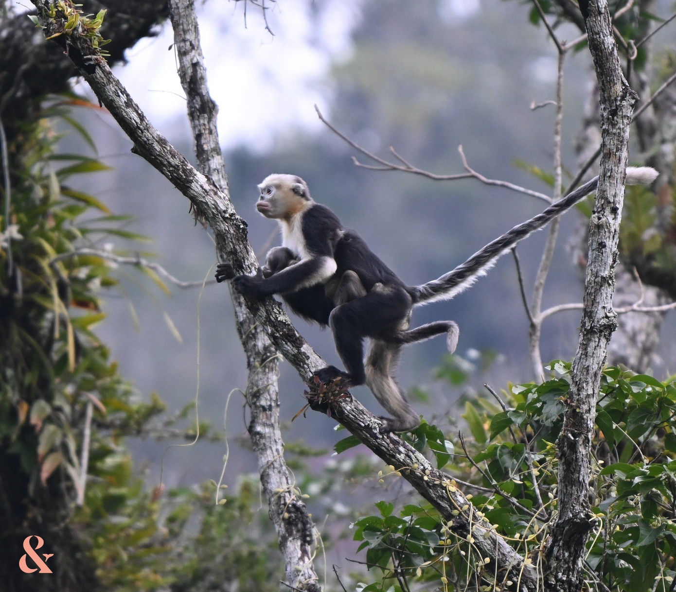 Ghi nhận lo&agrave;i Voọc cực kỳ qu&yacute; hiếm, cả thế giới chỉ t&igrave;m thấy ở Việt Nam- Ảnh 1.