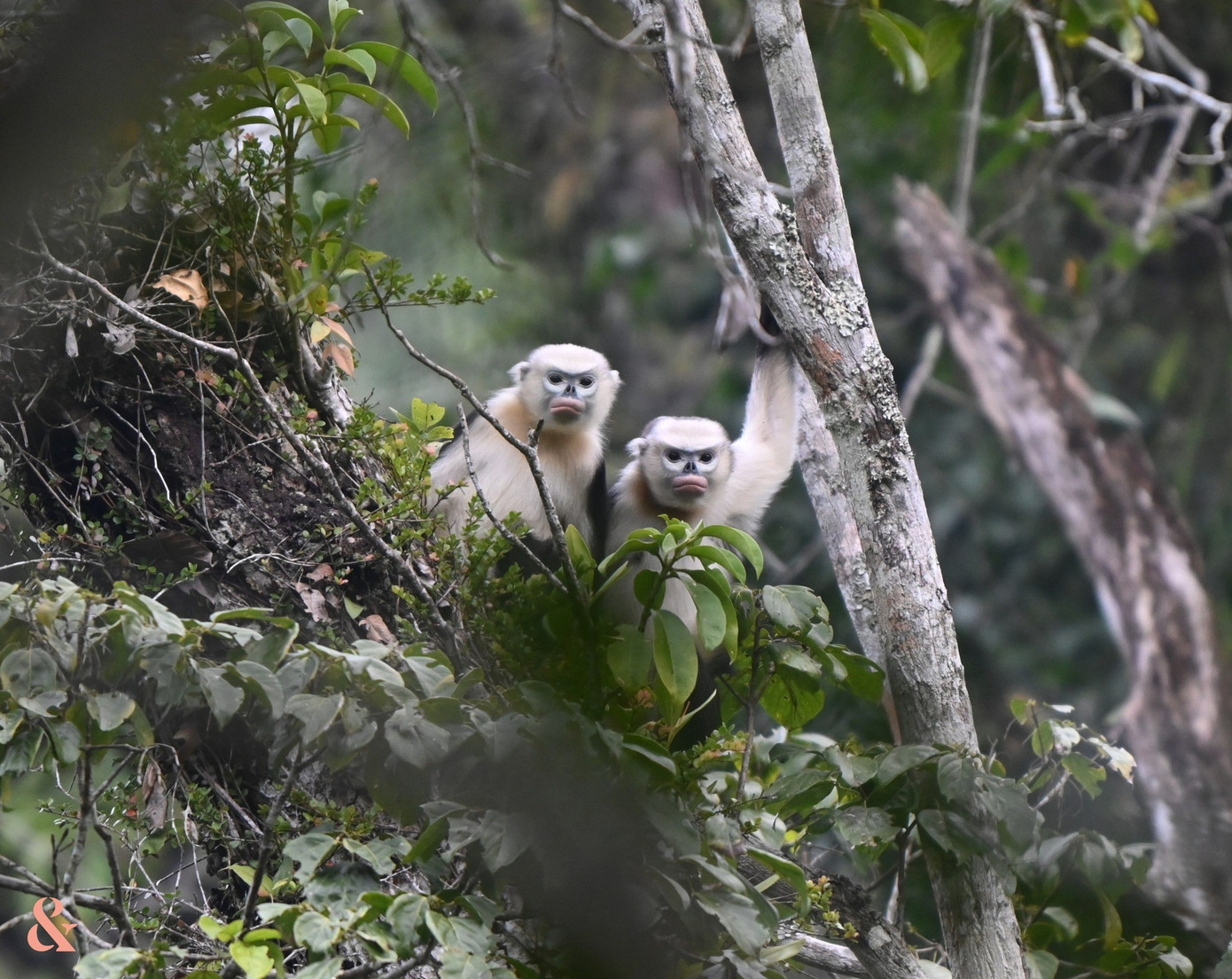 Ghi nhận lo&agrave;i Voọc cực kỳ qu&yacute; hiếm, cả thế giới chỉ t&igrave;m thấy ở Việt Nam- Ảnh 2.