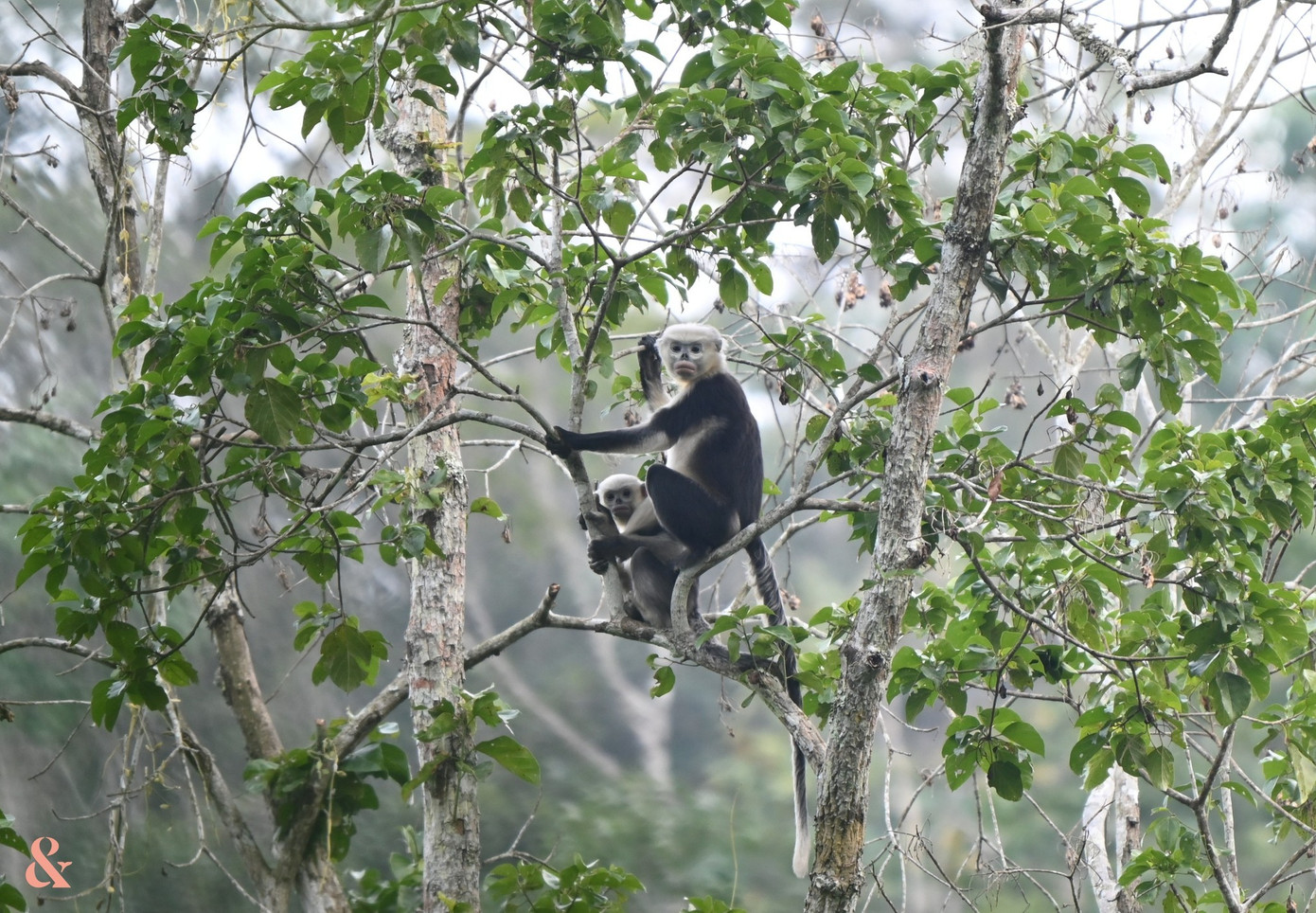 Ghi nhận lo&agrave;i Voọc cực kỳ qu&yacute; hiếm, cả thế giới chỉ t&igrave;m thấy ở Việt Nam- Ảnh 3.