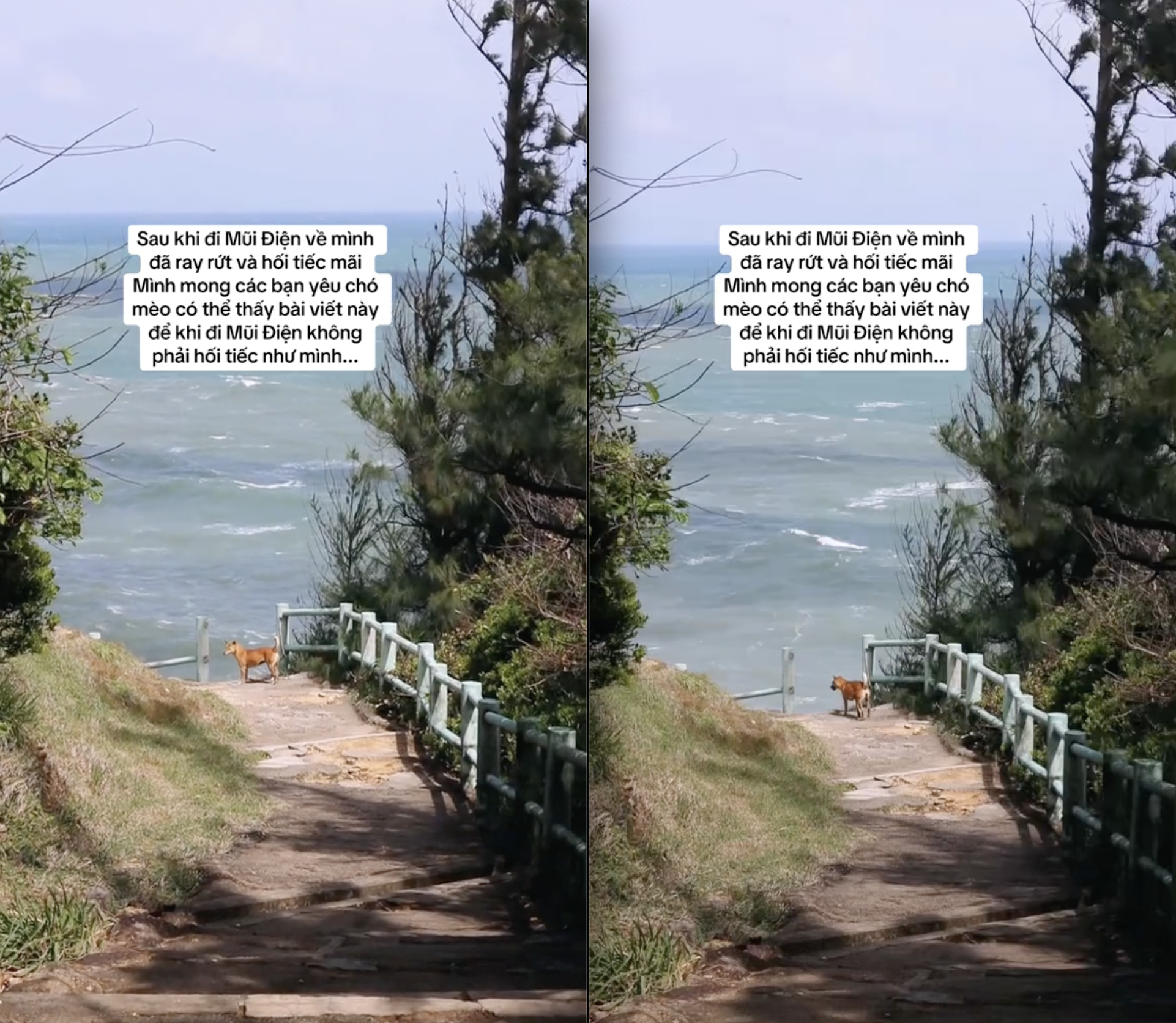 Ch&uacute; ch&oacute; v&agrave;ng hot nhất Việt Nam l&uacute;c n&agrave;y!- Ảnh 1.