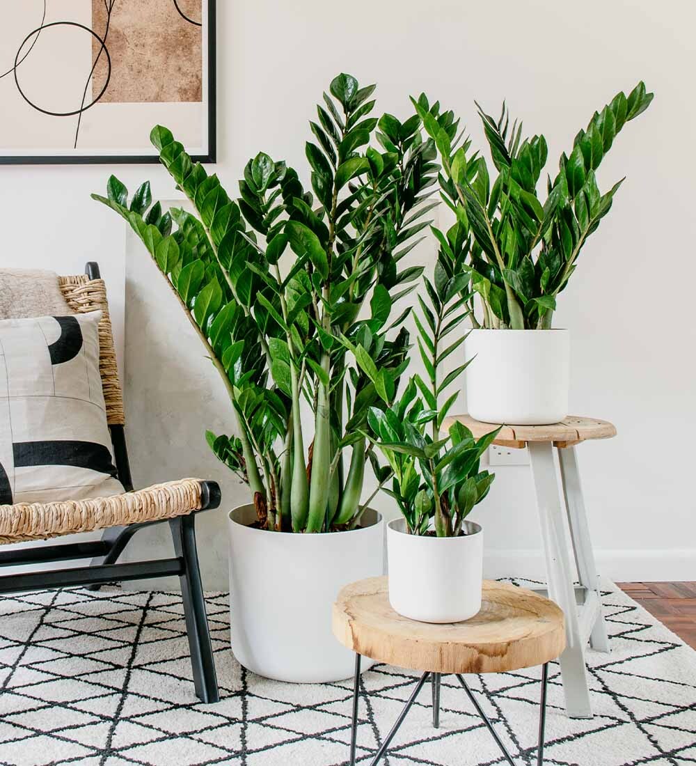 8 loại c&acirc;y "rước" t&agrave;i lộc, may mắn đến nh&agrave; v&agrave;o năm 2026- Ảnh 3.