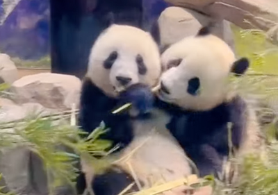 Buồn của Nhật Bản: 100.000 người đăng k&yacute; đến chia tay cặp gấu tr&uacute;c song sinh về Trung Quốc, đ&aacute;nh dấu ng&agrave;y kh&ocirc;ng c&ograve;n con gấu tr&uacute;c n&agrave;o tr&ecirc;n l&atilde;nh thổ- Ảnh 1.