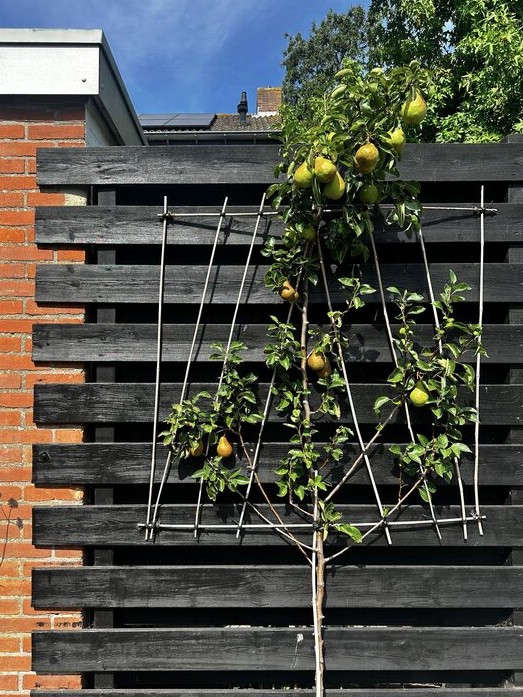 6 loại cây cần được cắt tỉa ngay bây giờ- Ảnh 2. 6 loại cây cần được cắt tỉa ngay bây giờ- Ảnh 2.