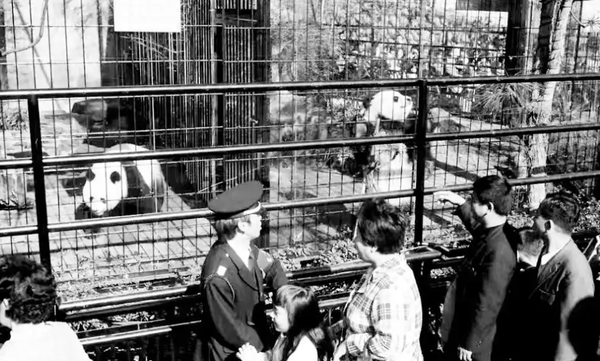 Buồn của Nhật Bản: 100.000 người đăng k&yacute; đến chia tay cặp gấu tr&uacute;c song sinh về Trung Quốc, đ&aacute;nh dấu ng&agrave;y kh&ocirc;ng c&ograve;n con gấu tr&uacute;c n&agrave;o tr&ecirc;n l&atilde;nh thổ- Ảnh 6.