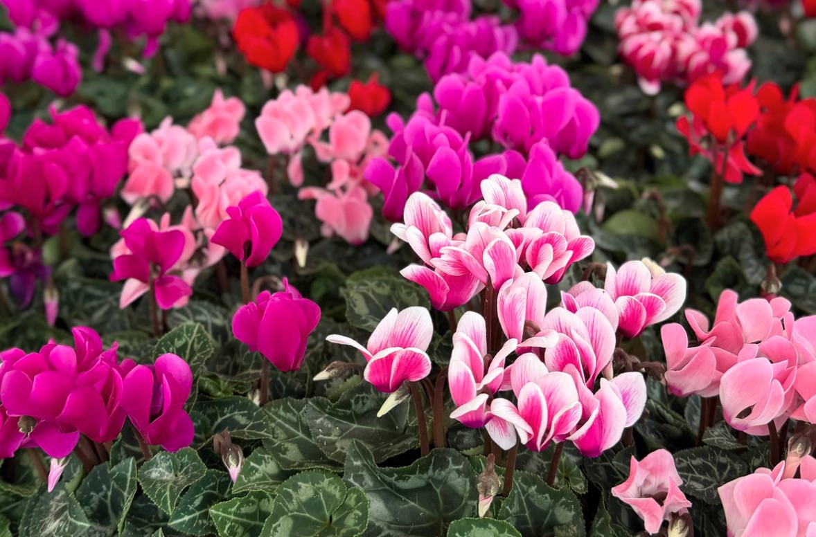 3 loại c&acirc;y ph&aacute;t triển rất tốt trong m&ugrave;a đ&ocirc;ng - số 3 "kh&ocirc;ng thể ph&aacute; hủy"- Ảnh 3.