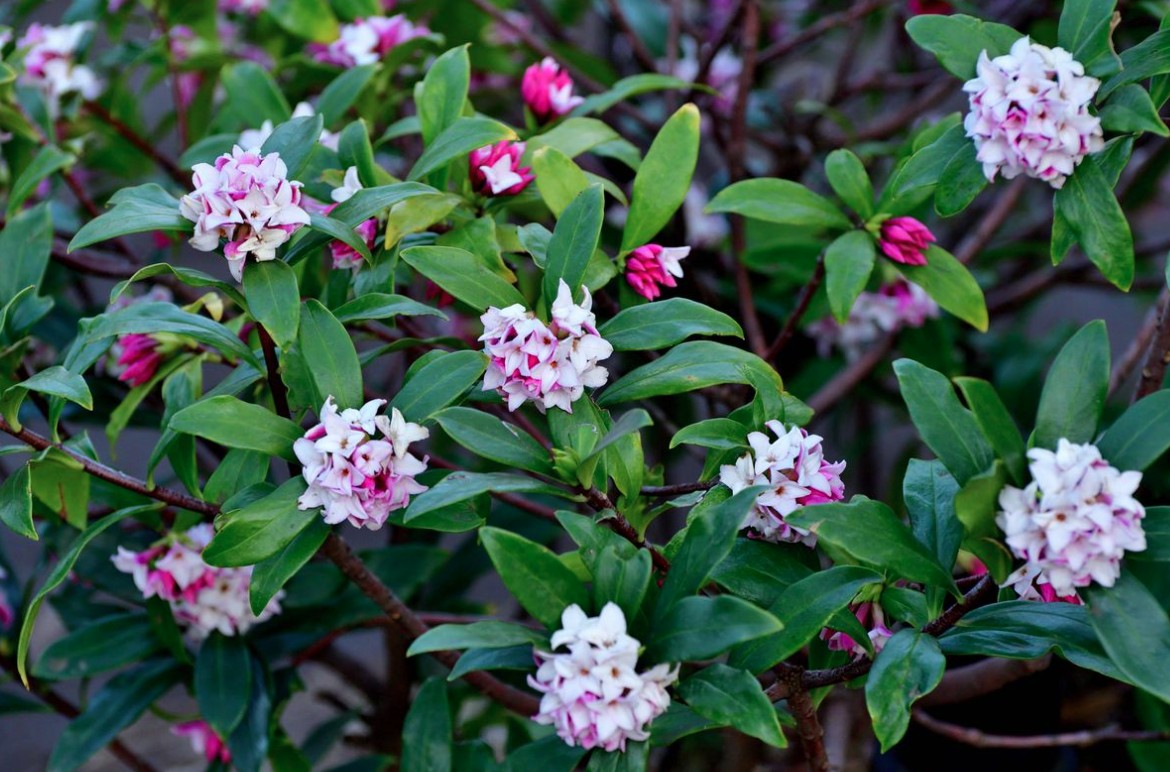 3 loại c&acirc;y ph&aacute;t triển rất tốt trong m&ugrave;a đ&ocirc;ng - số 3 "kh&ocirc;ng thể ph&aacute; hủy"- Ảnh 2.