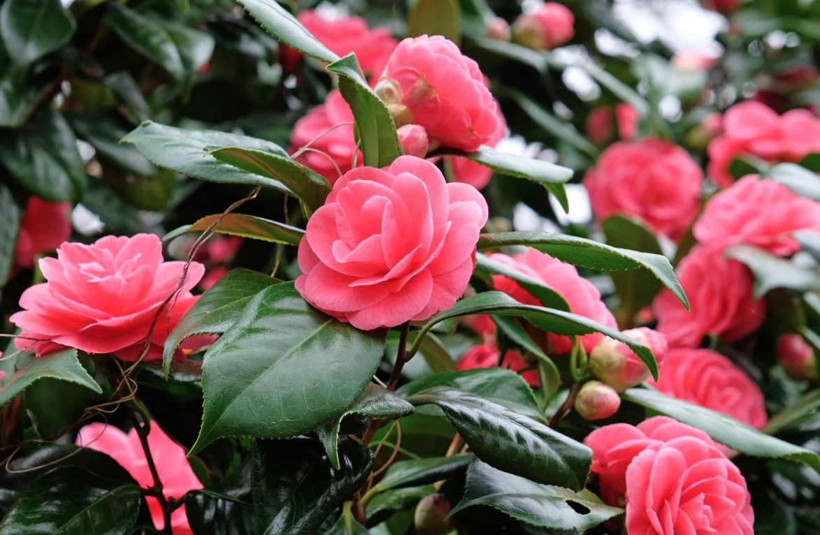 3 loại c&acirc;y ph&aacute;t triển rất tốt trong m&ugrave;a đ&ocirc;ng - số 3 "kh&ocirc;ng thể ph&aacute; hủy"- Ảnh 1.