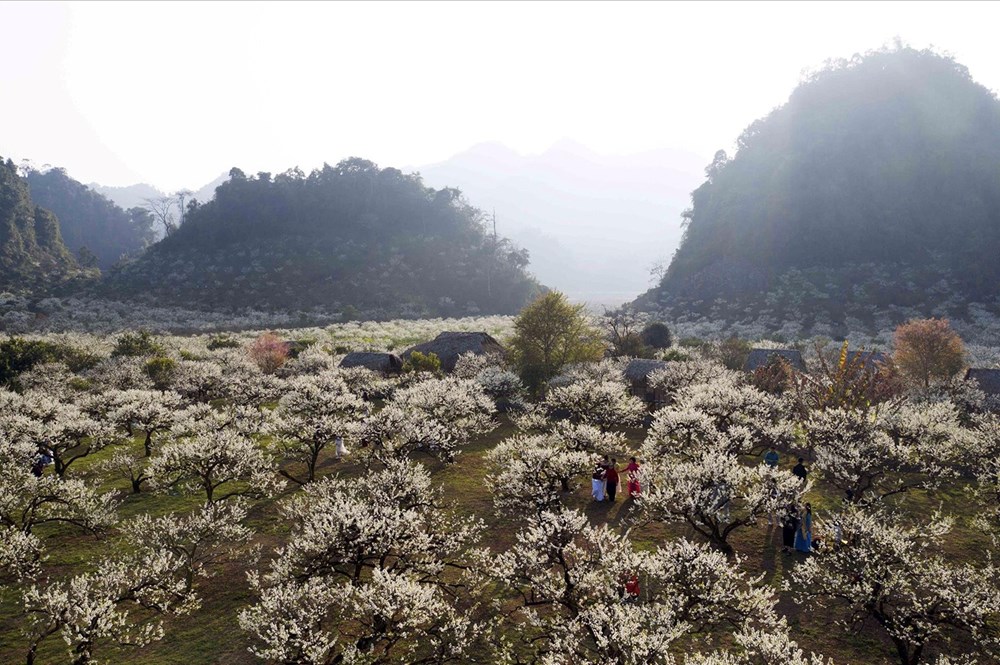 Mộc Ch&acirc;u v&agrave;o m&ugrave;a hoa mận: Sắc trắng tinh kh&ocirc;i n&iacute;u ch&acirc;n du kh&aacute;ch- Ảnh 3.