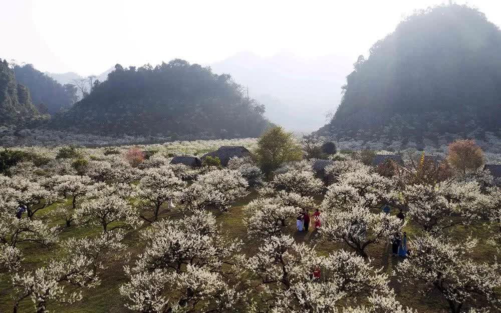 Mộc Ch&acirc;u v&agrave;o m&ugrave;a hoa mận: Sắc trắng tinh kh&ocirc;i n&iacute;u ch&acirc;n du kh&aacute;ch- Ảnh 1.
