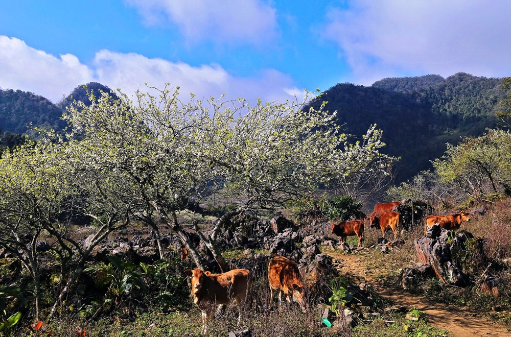 Mộc Ch&acirc;u v&agrave;o m&ugrave;a hoa mận: Sắc trắng tinh kh&ocirc;i n&iacute;u ch&acirc;n du kh&aacute;ch- Ảnh 4.