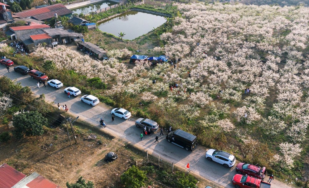 Mộc Ch&acirc;u v&agrave;o m&ugrave;a hoa mận: Sắc trắng tinh kh&ocirc;i n&iacute;u ch&acirc;n du kh&aacute;ch- Ảnh 2.